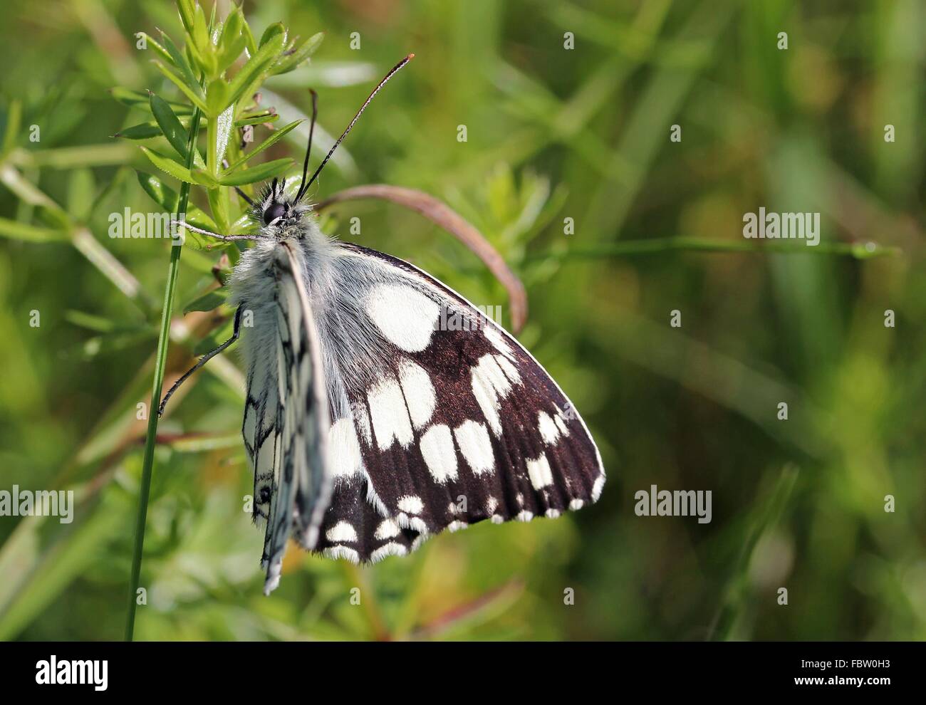 Marbled white Stock Photo