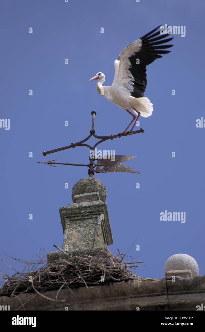 Stork on a spire in Trujillo Stock Photo