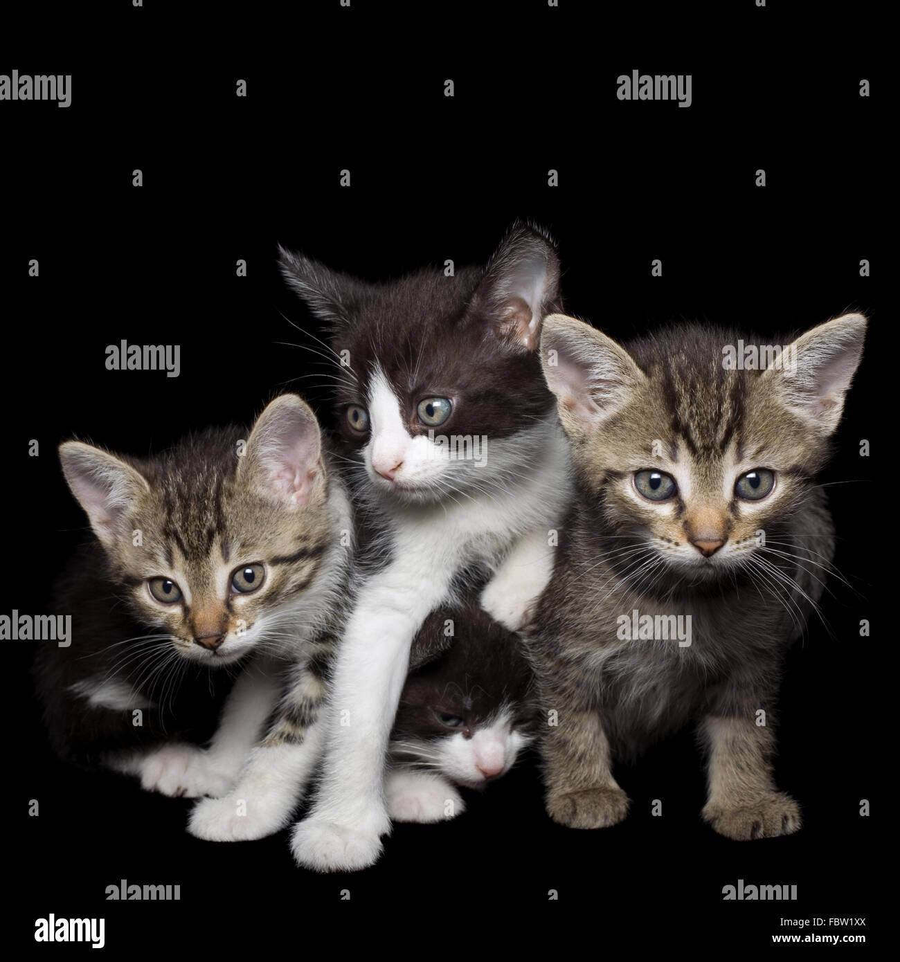 Four Young Cats Stock Photo - Alamy