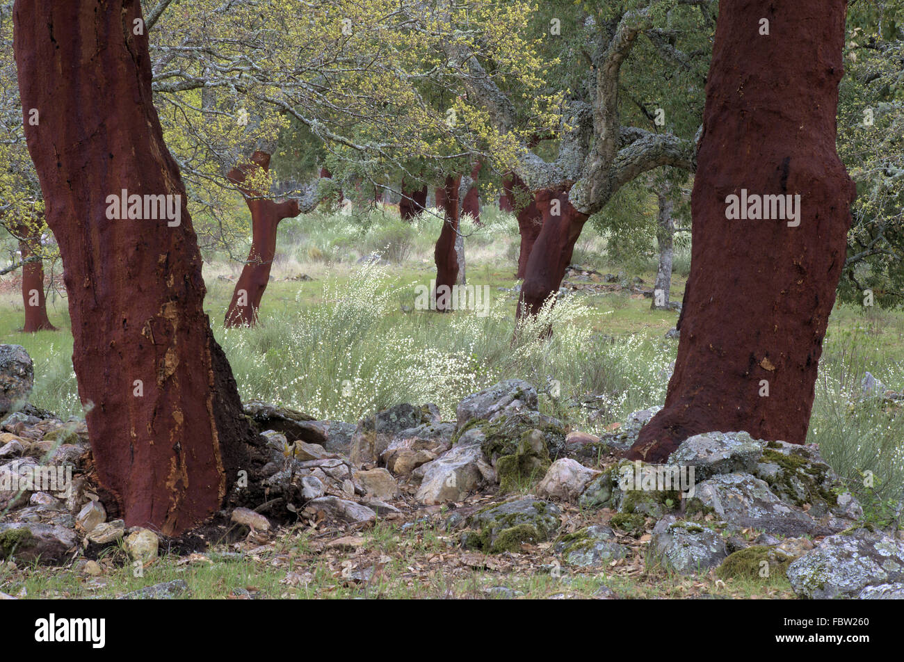 Cork oaks Stock Photo