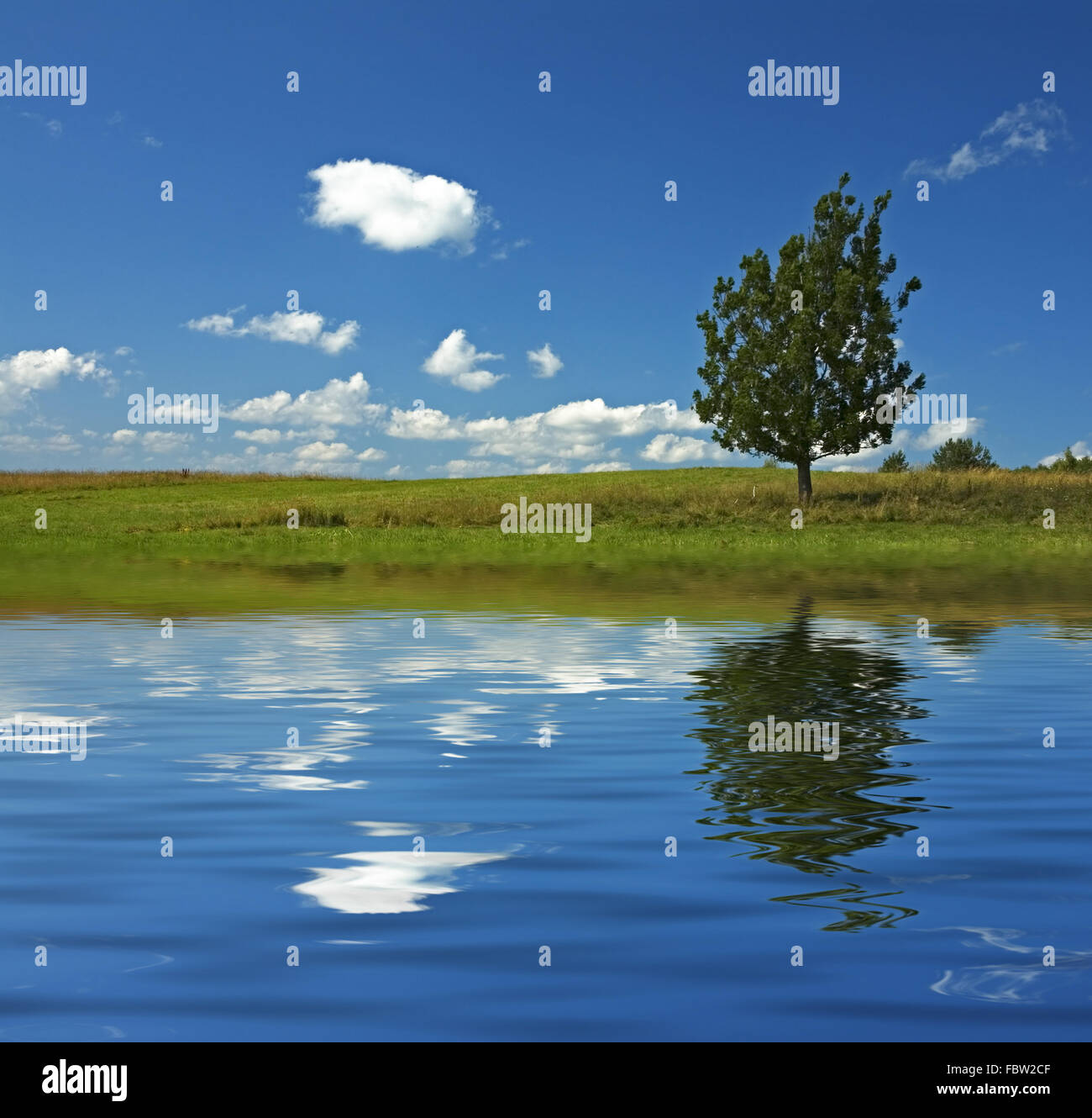 blue sky and tree in the field reflecting in the water Stock Photo - Alamy