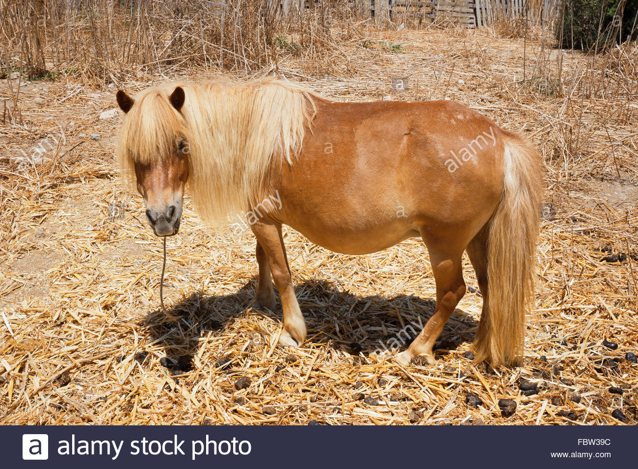 Brown Pony Stock Photos & Brown Pony Stock Images - Alamy