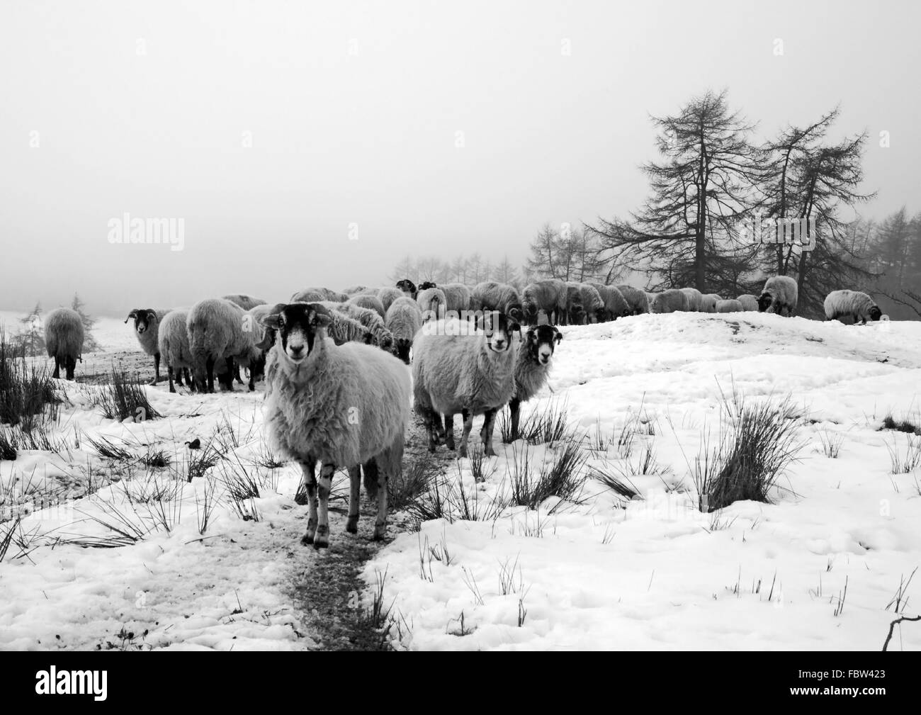 Grazing sheep above Wise Een Tarn in the depths of winter, Lake District, Cumbria Stock Photo