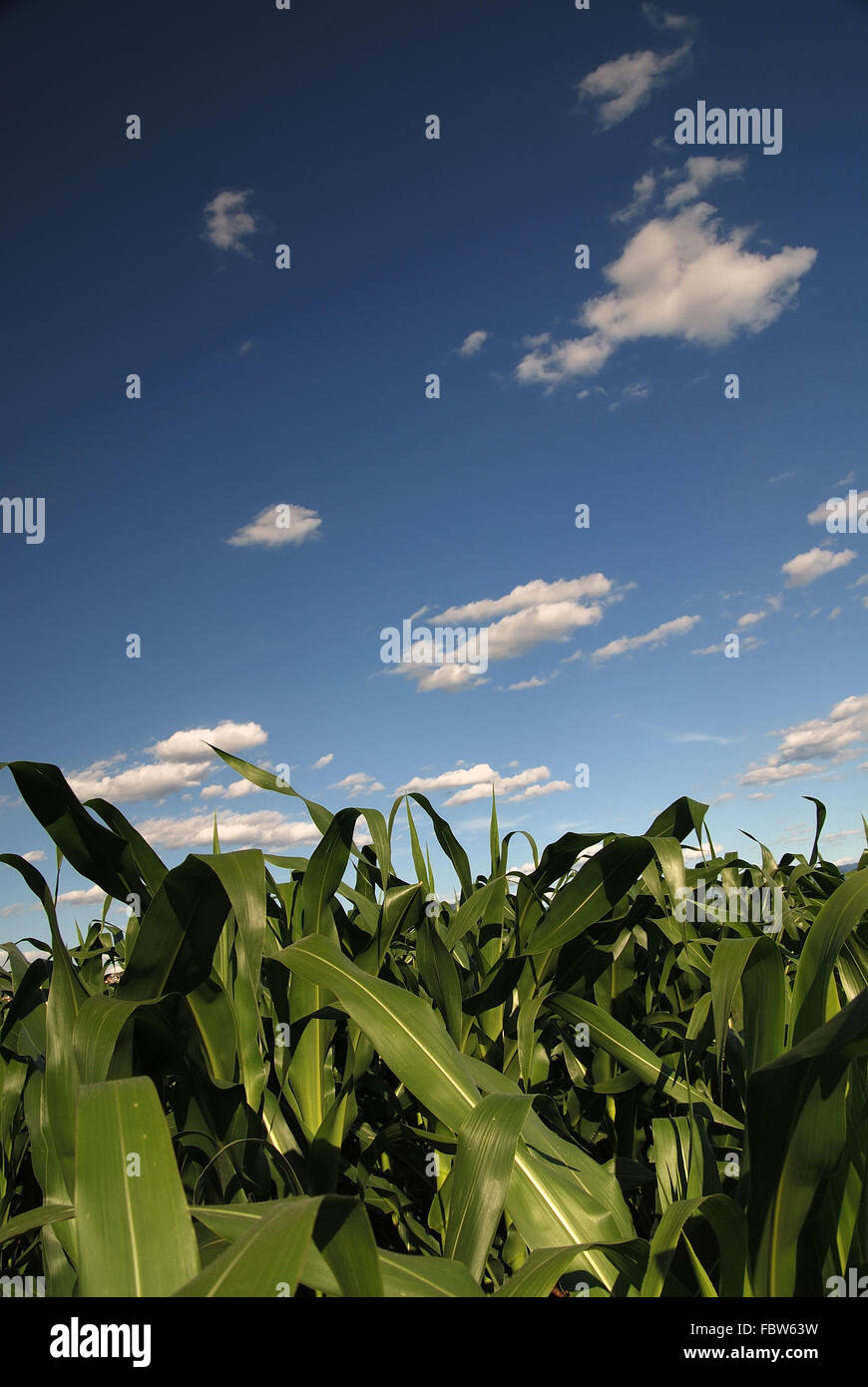 sunny day at field of corn and dramatic sky Stock Photo - Alamy