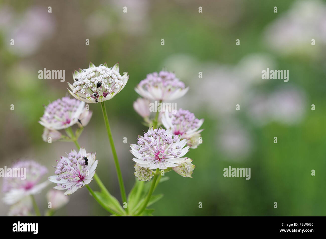 astrantia Stock Photo