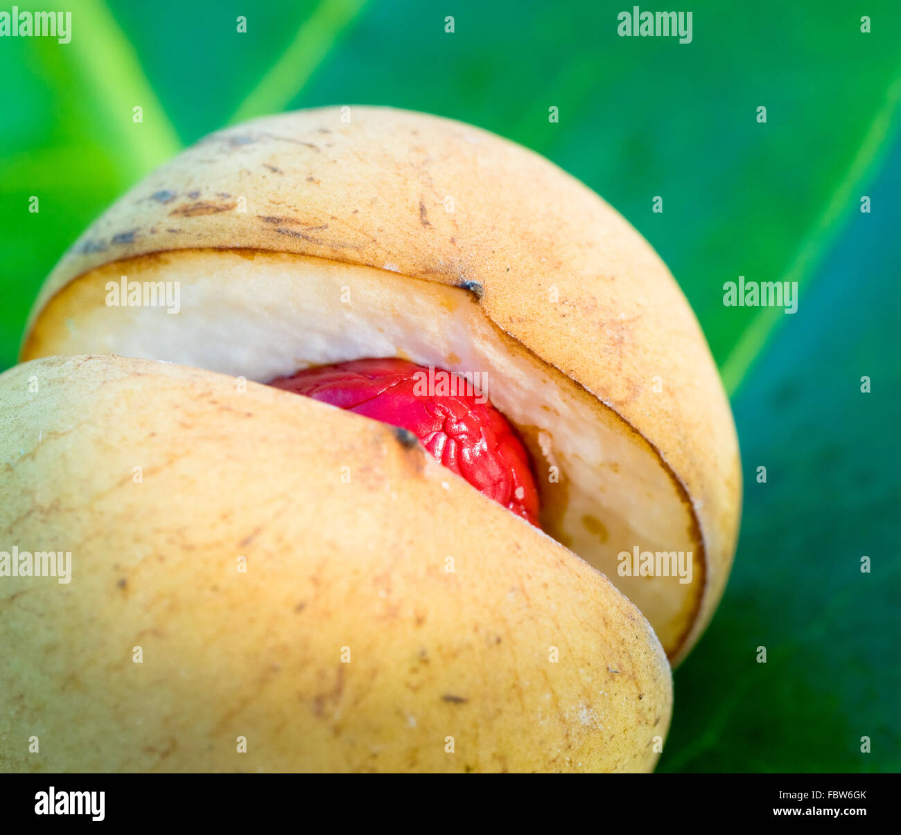close up image of nutmeg, very shallow focus Stock Photo