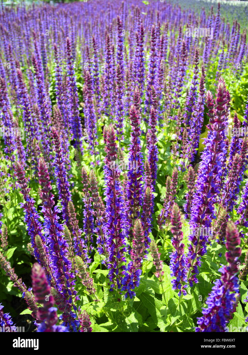 Lavender field Stock Photo