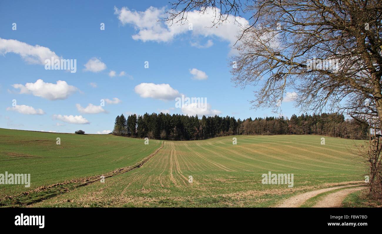 A forest in lower Bavaria Stock Photo