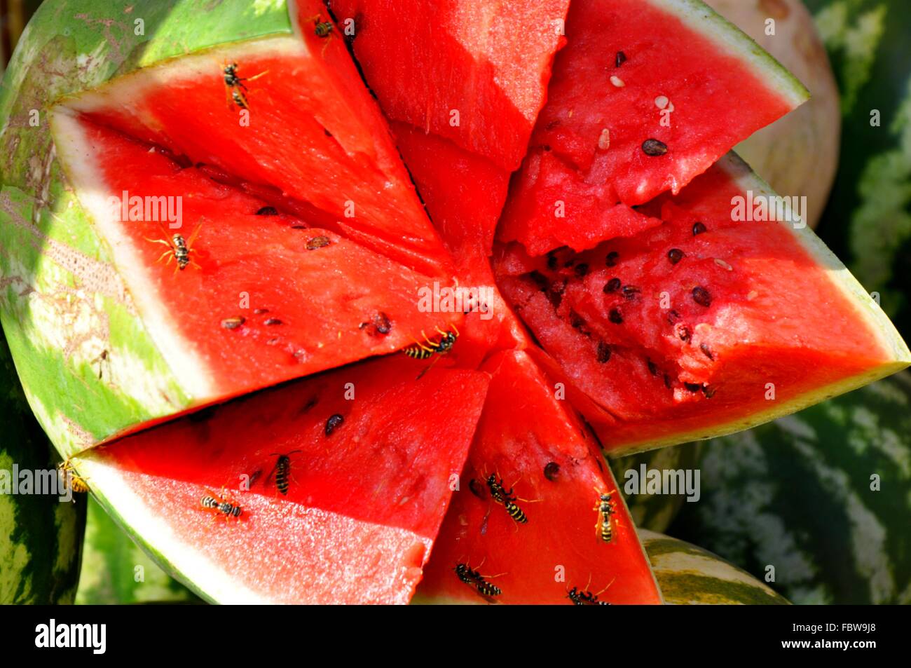 Wasp  come flying  attempt watermelon Stock Photo