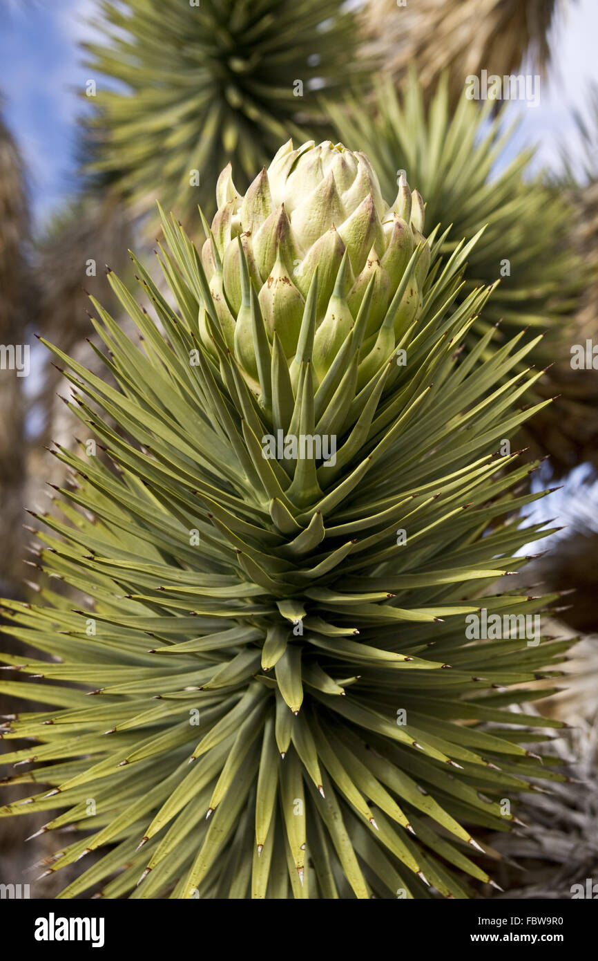 Desert Joshua Tree Bloom Stock Photo Alamy