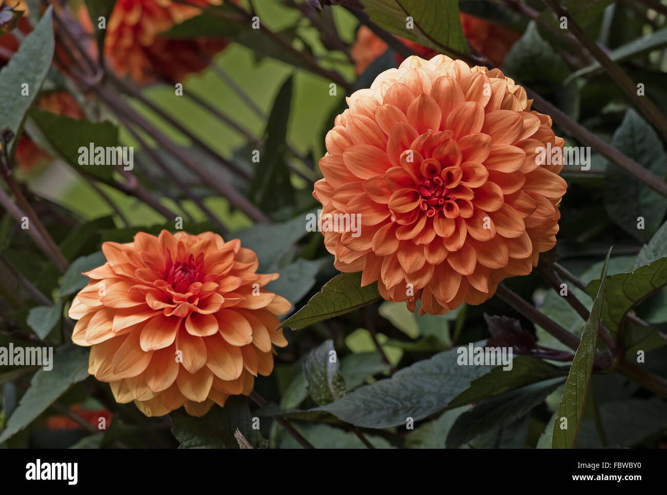 David Howard Dahlia Stock Photo - Alamy