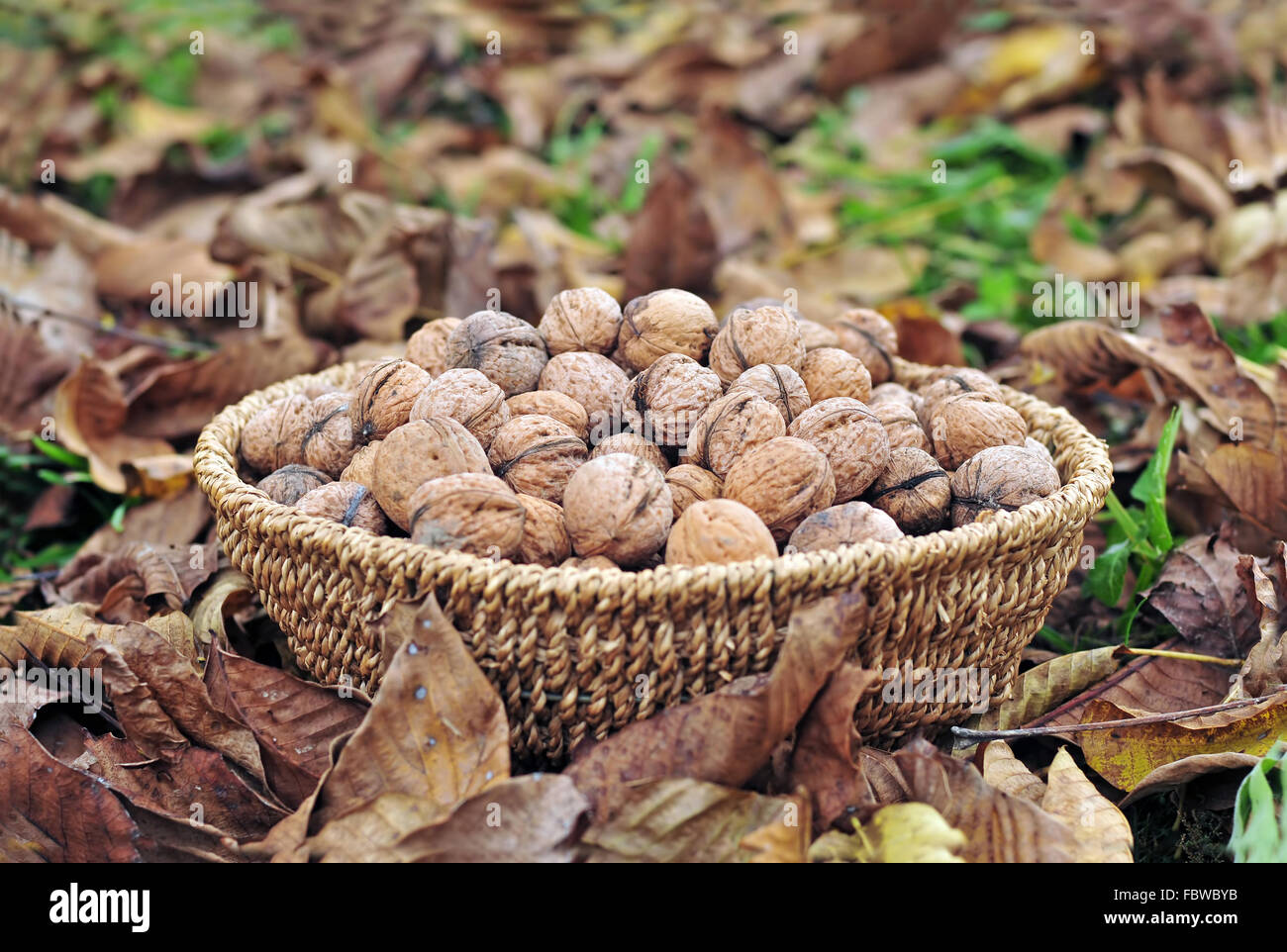 Harvested walnuts in a basket Stock Photo