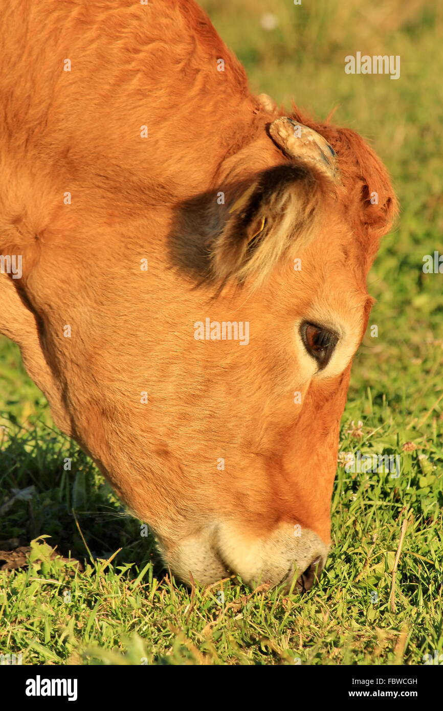cow brown Stock Photo
