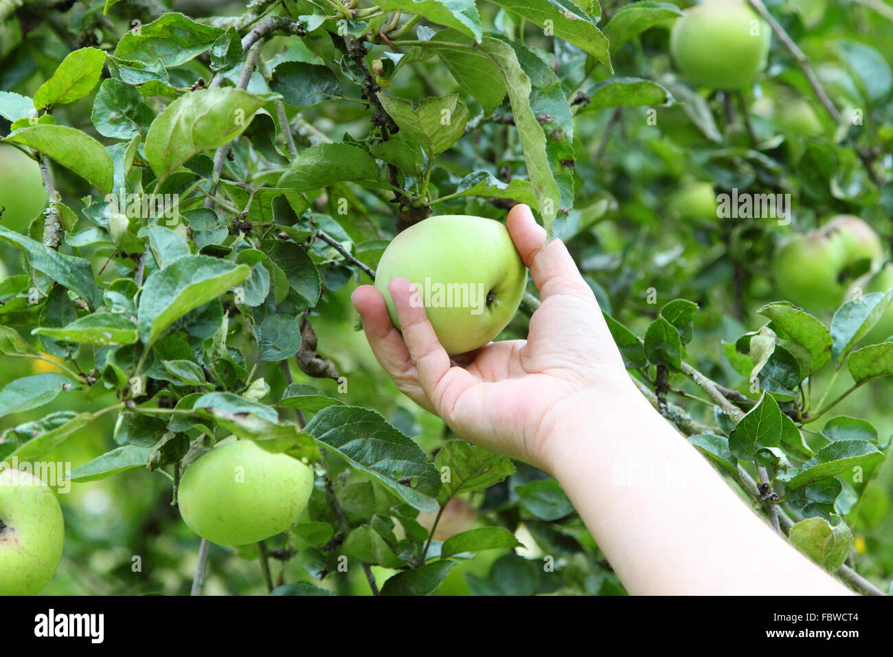 к чему снятся яблоки на дереве женщине. плод яблони. очень большая яблоня. яблоко любви. приснилась яблоня.