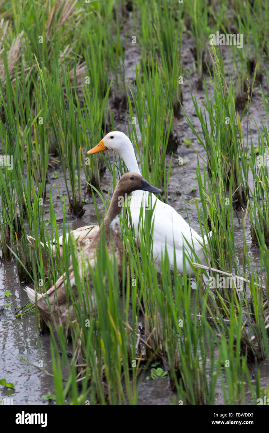 two ducks in a rice field Stock Photo Alamy