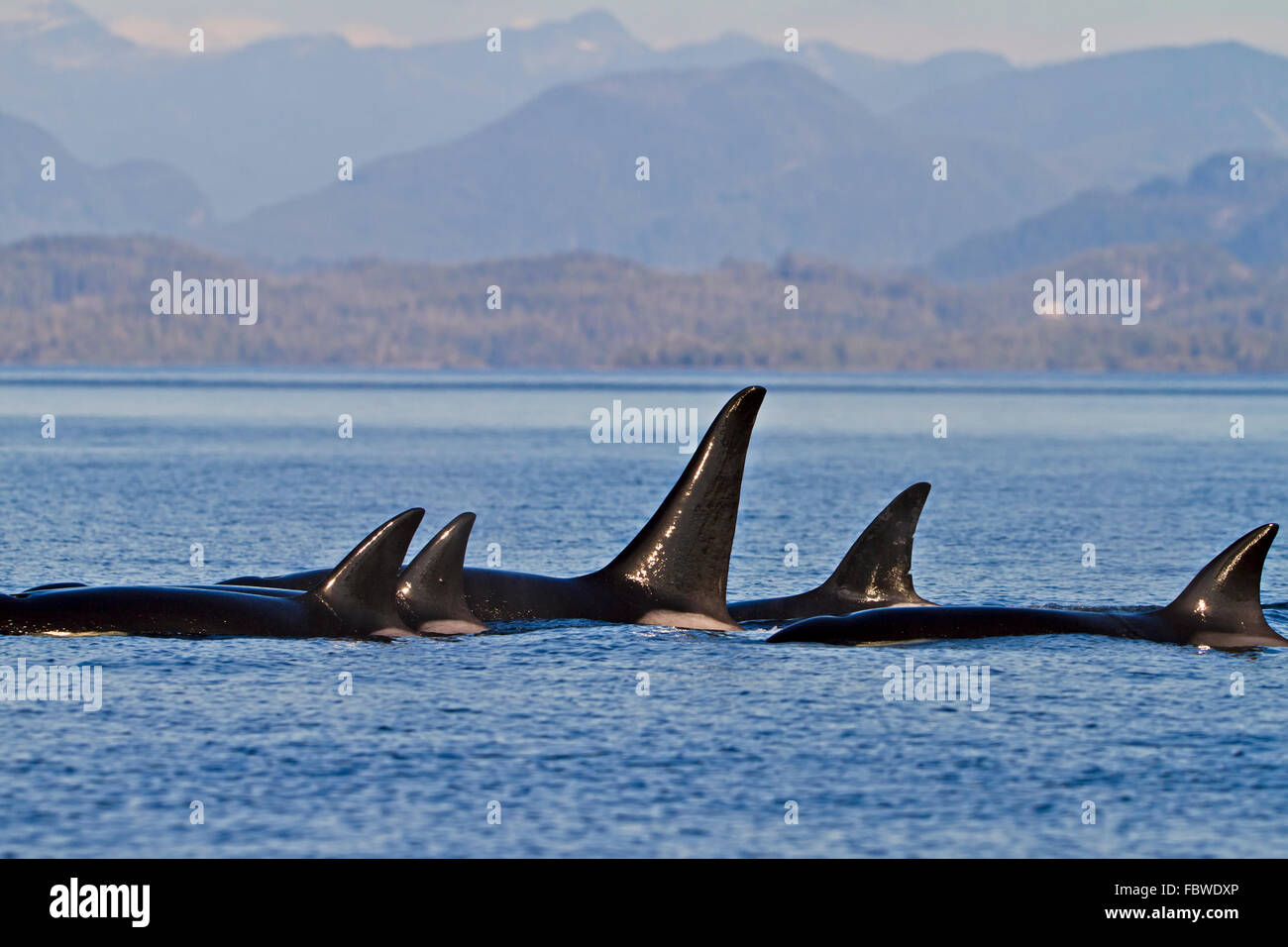 Transient killer whales (orca, Orcinus orca, T30's & T137's) after killing a sea lion off Malcolm Island near Donegal Head, Brit Stock Photo