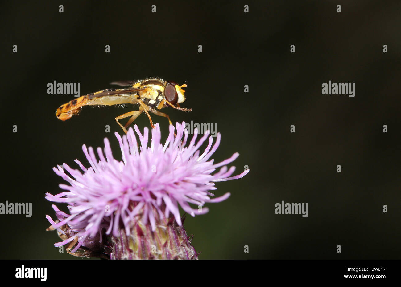 Sphaerophoria scripta Stock Photo Alamy