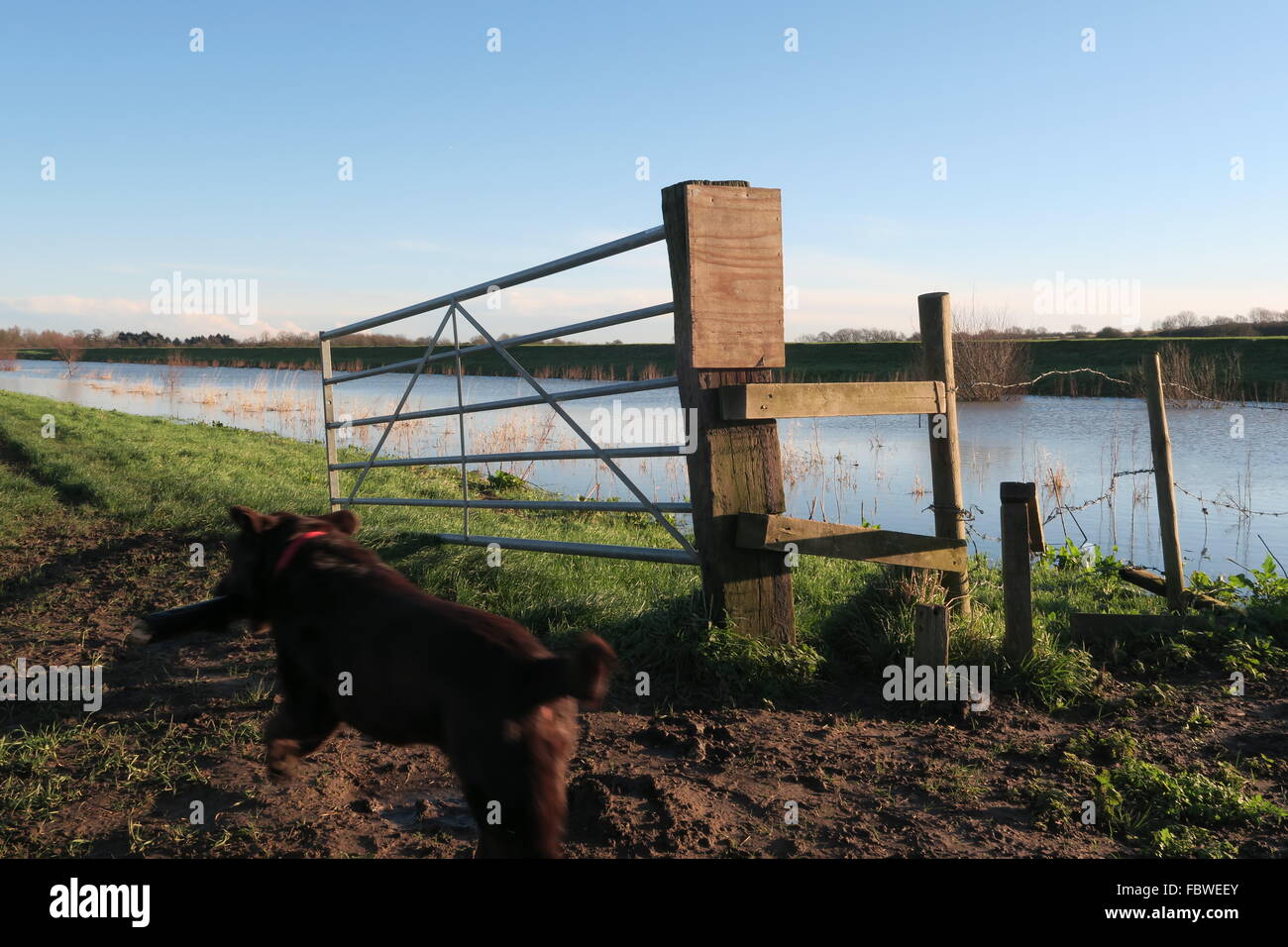 'Catch me if you can.' An excited Labrador running along the banks  of the New Bedford River Stock Photo