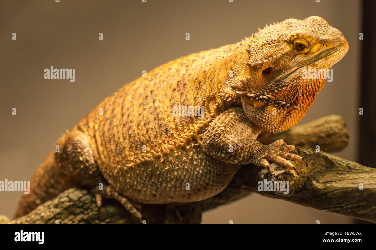 Bearded Dragon Hi res Stock Photography And Images Alamy Bearded Dragon Hi res Stock Photography And Images Alamy