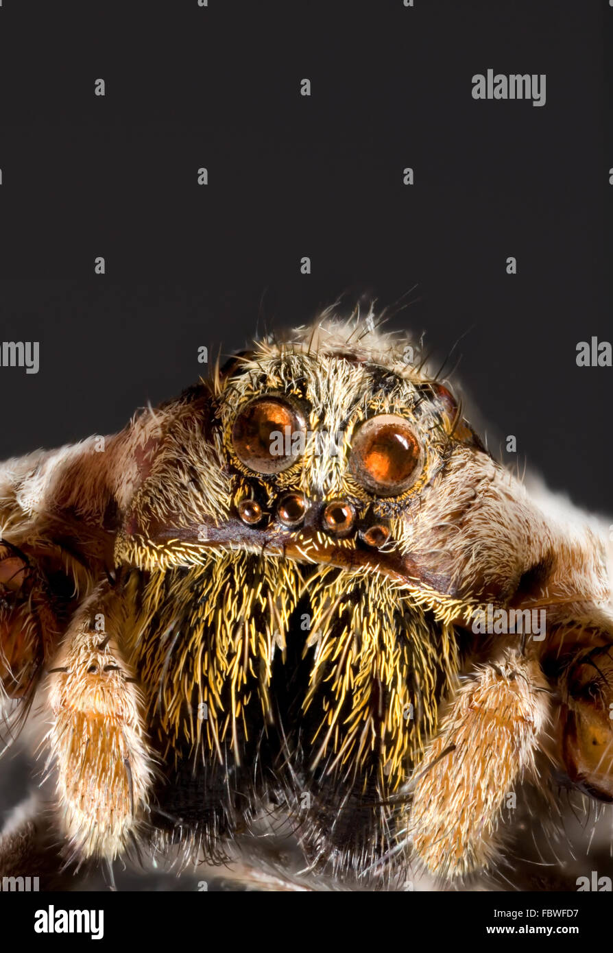 Wolf Spider Cutout Stock Photo