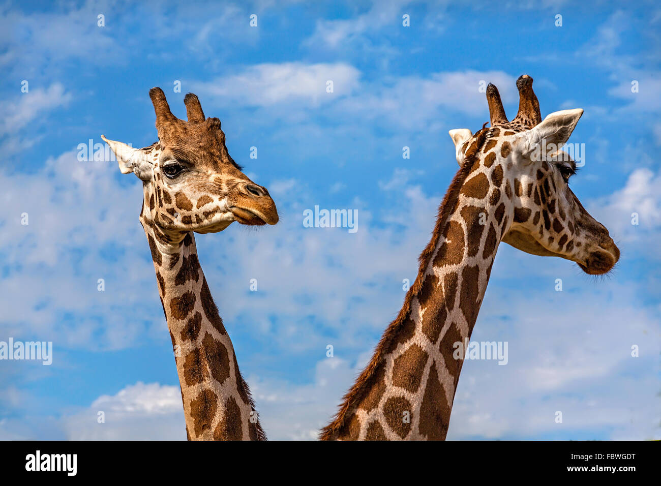 2 giraffe heads Stock Photo - Alamy