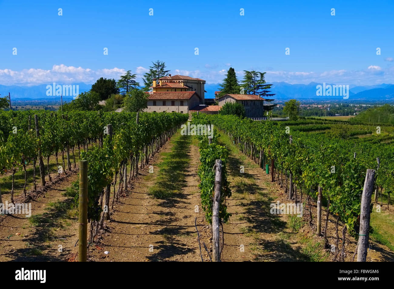 Friaul Weingut - Friaul vineyard estate 03 Stock Photo