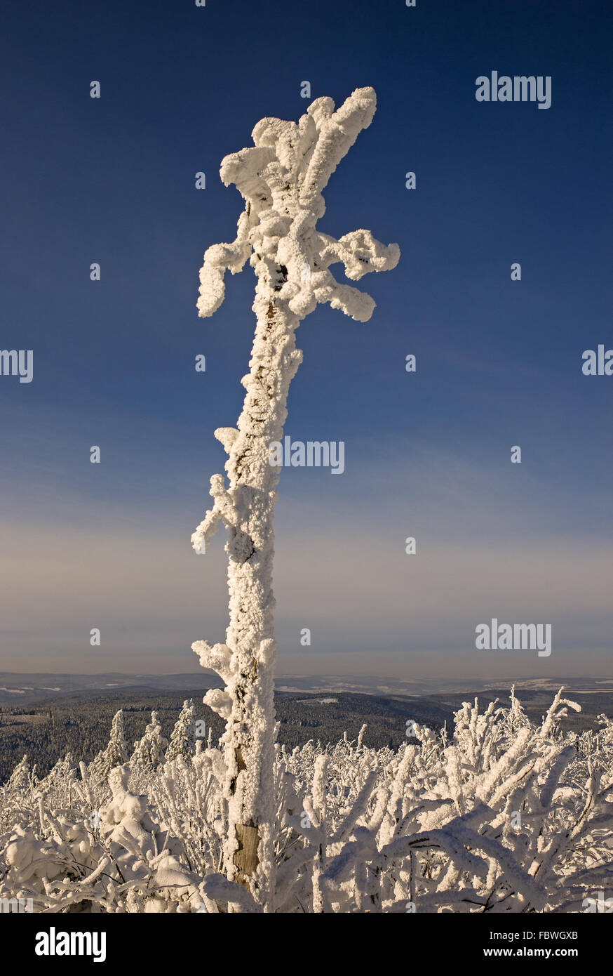 Frozen tree limb hi-res stock photography and images - Alamy