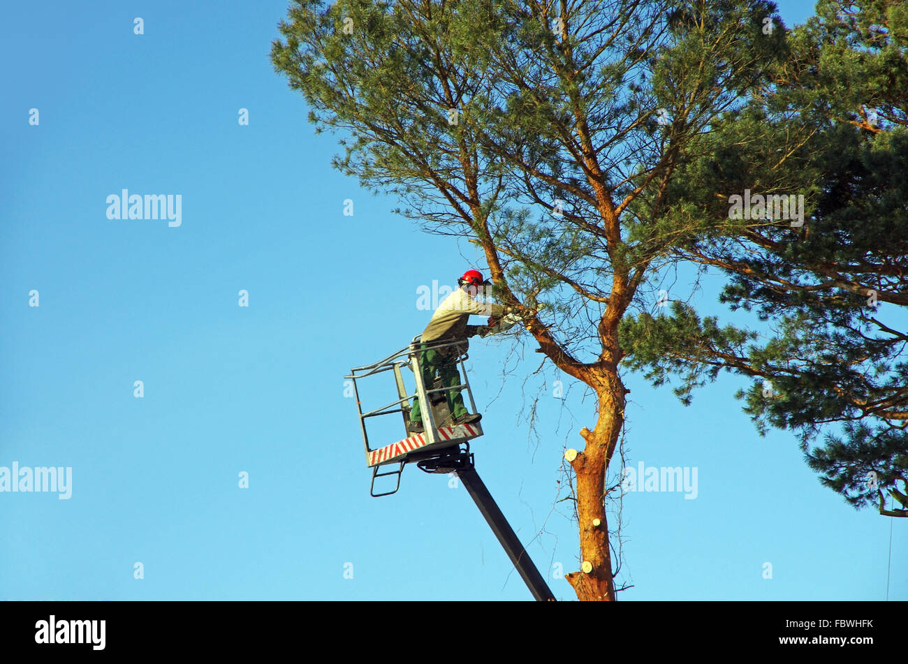 tree lopper Stock Photo