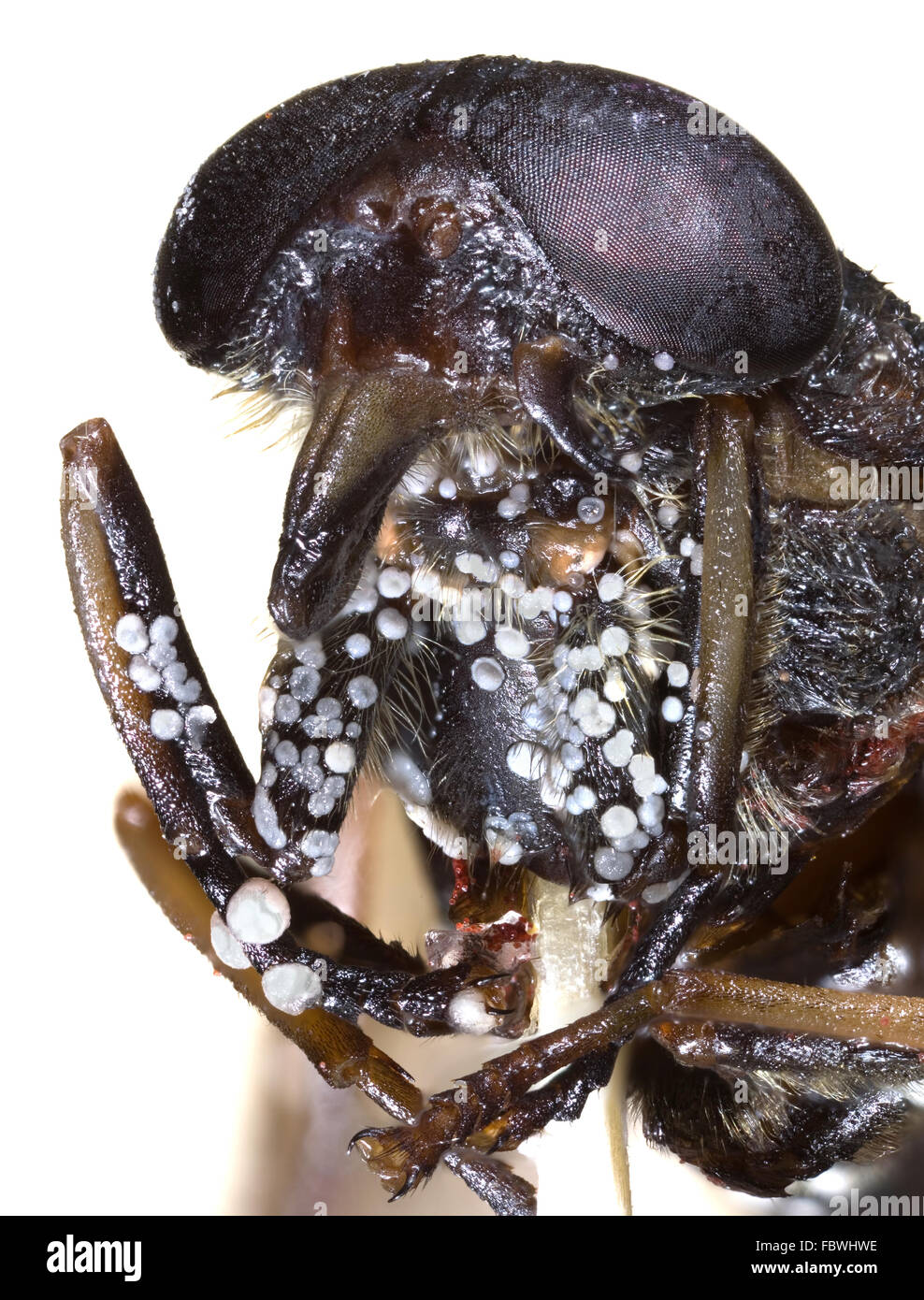 Insect cutout hi-res stock photography and images - Alamy