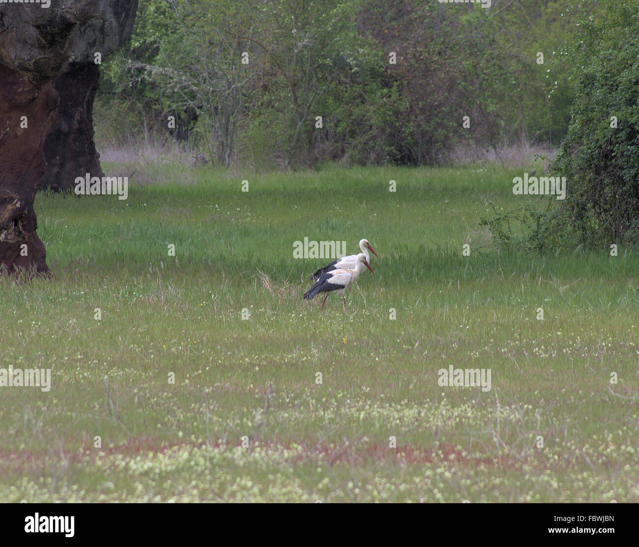 White storks searching for food Stock Photo