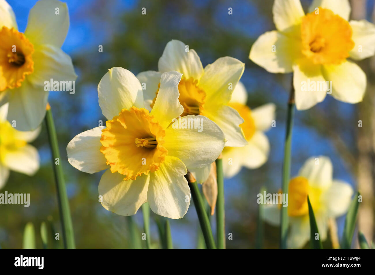 Narzisse Orangery - Daffodil Orangery Stock Photo