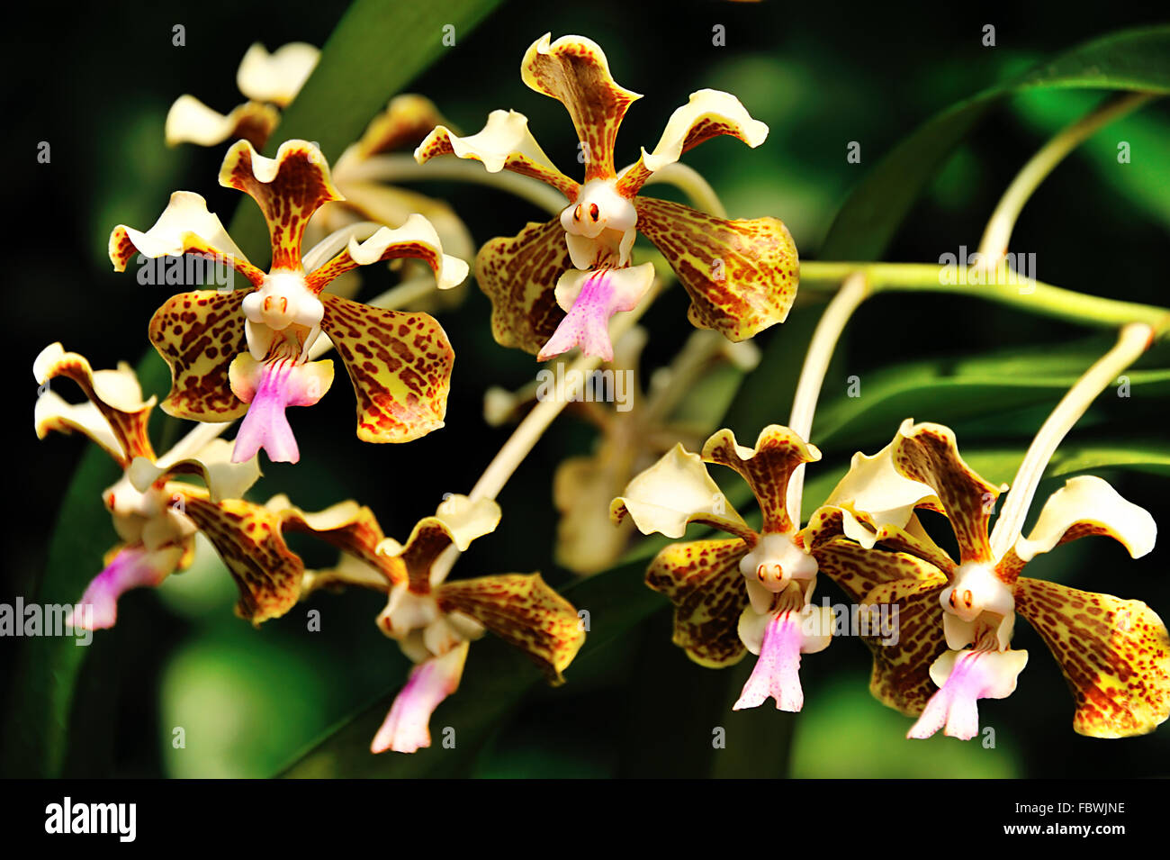 orchid vanda Stock Photo