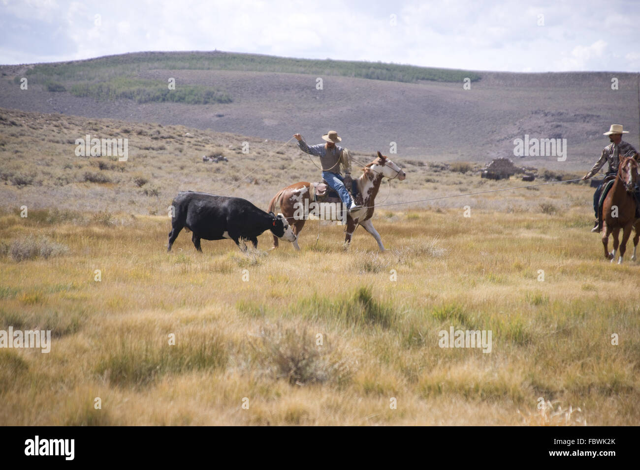 Cowboy wrangling steer hi-res stock photography and images - Alamy