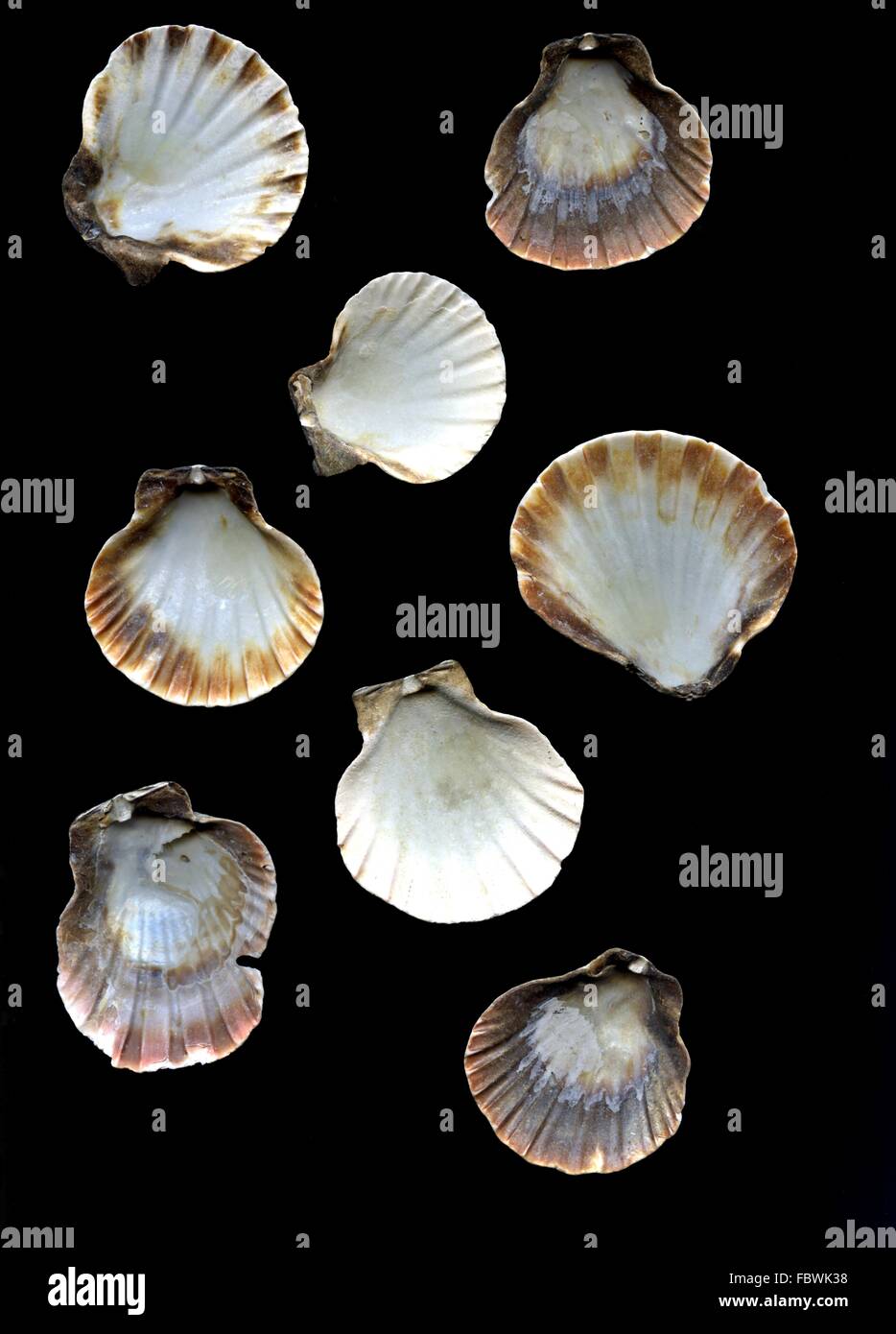 Seashell cockleshells hi-res stock photography and images - Alamy