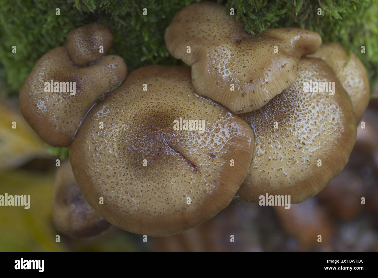 honey mushroom Stock Photo