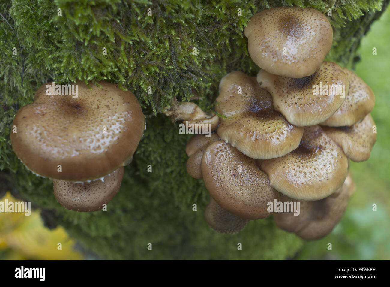 honey mushroom Stock Photo