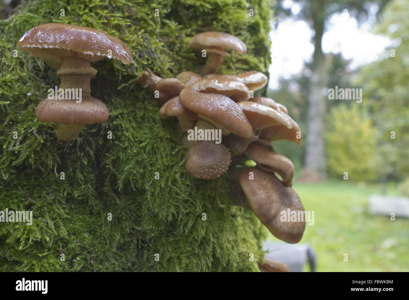 honey mushroom Stock Photo