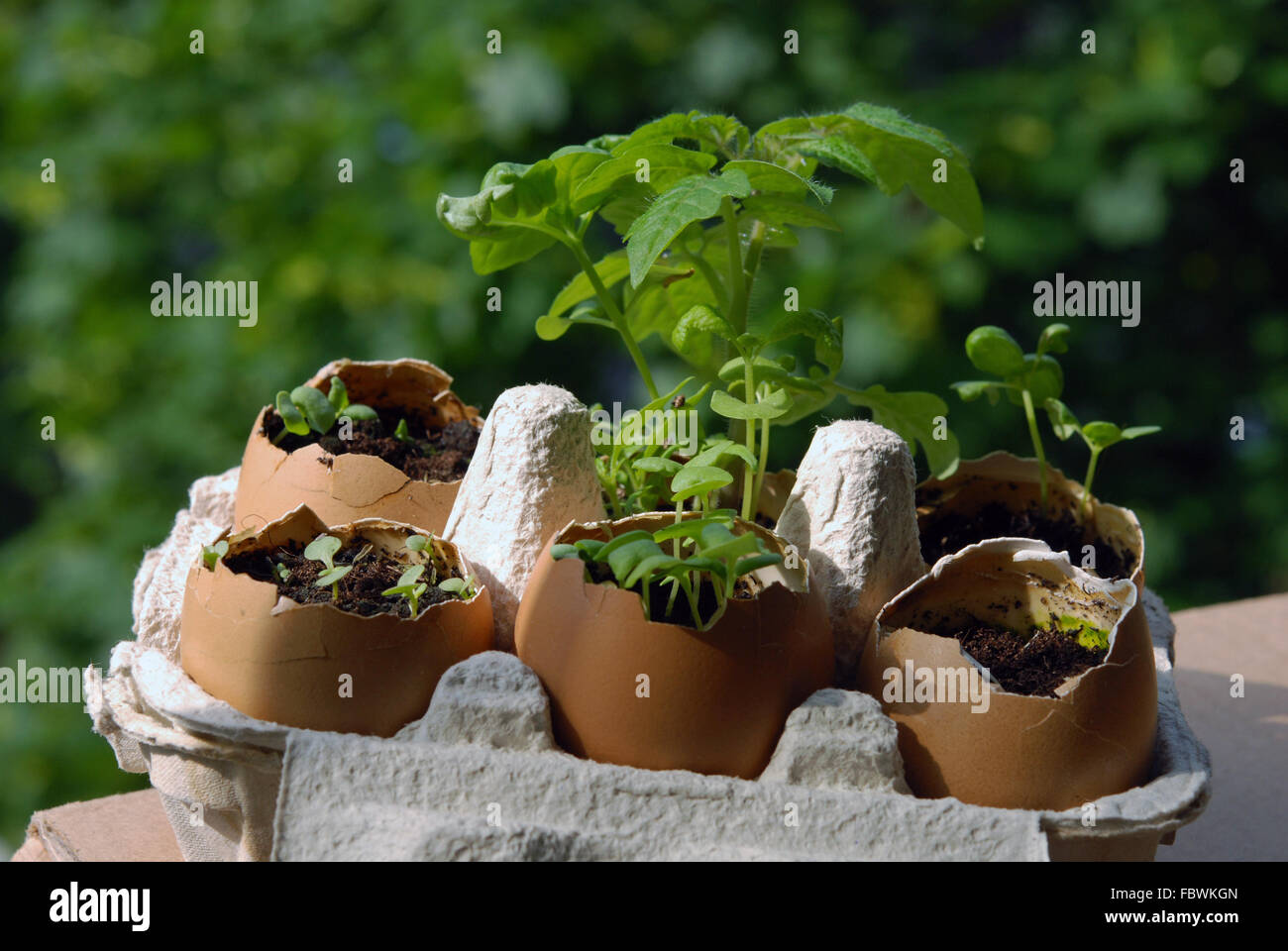 Eggshells gardening Stock Photo