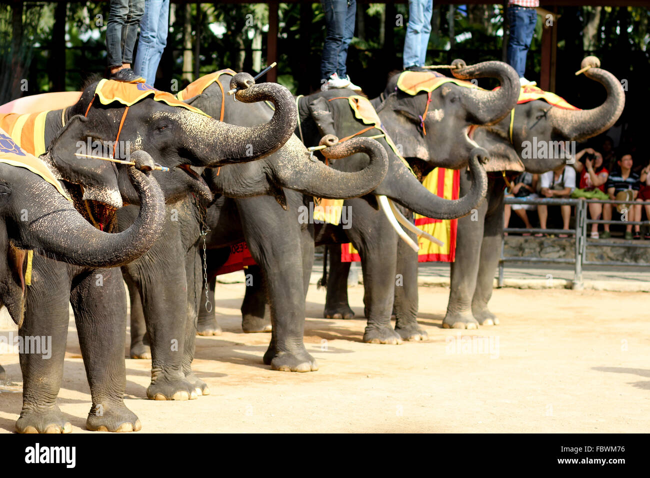 Elephant show, Thailand Stock Photo Alamy