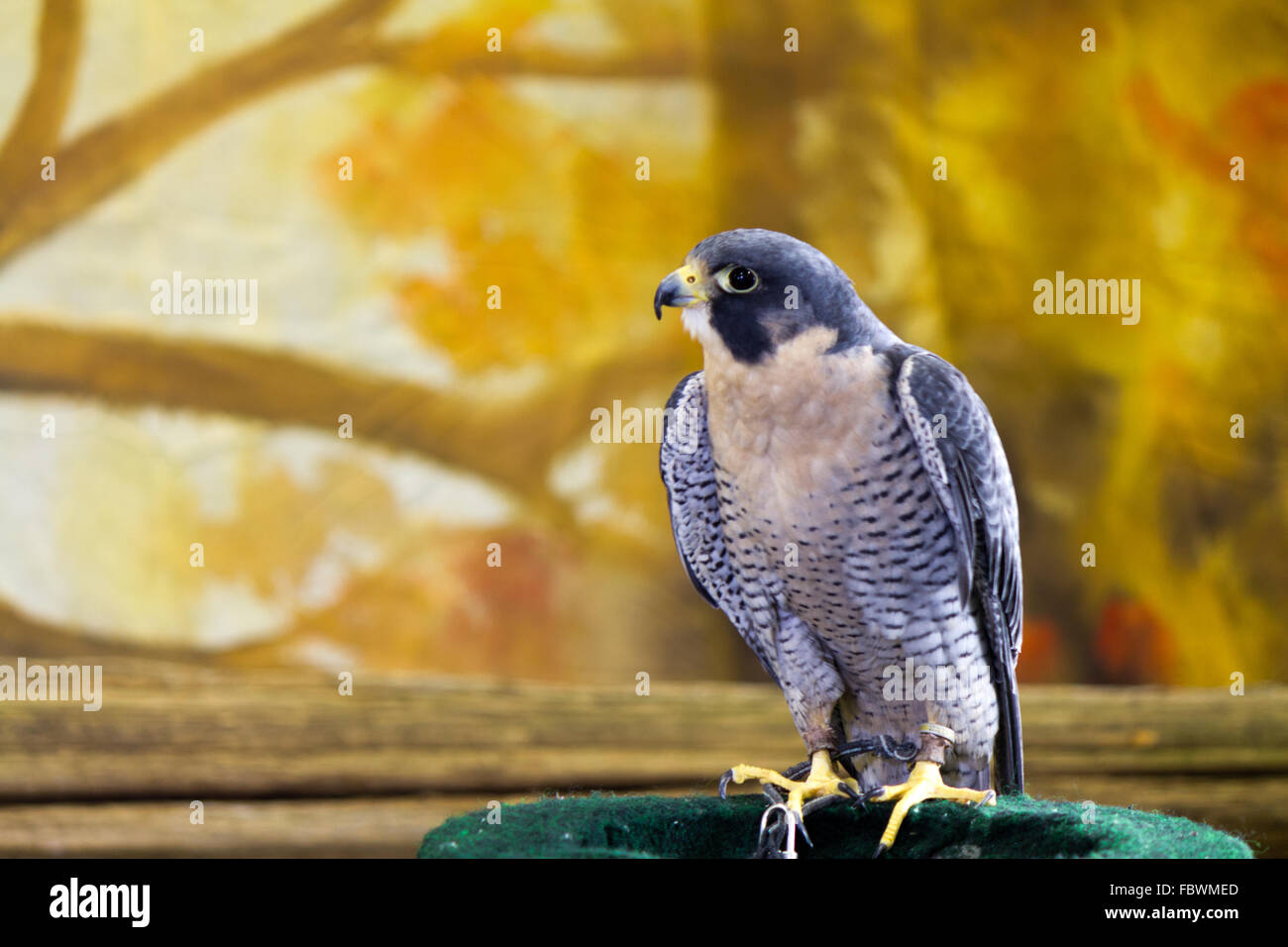 Peregrine falcon hires stock photography and images Alamy