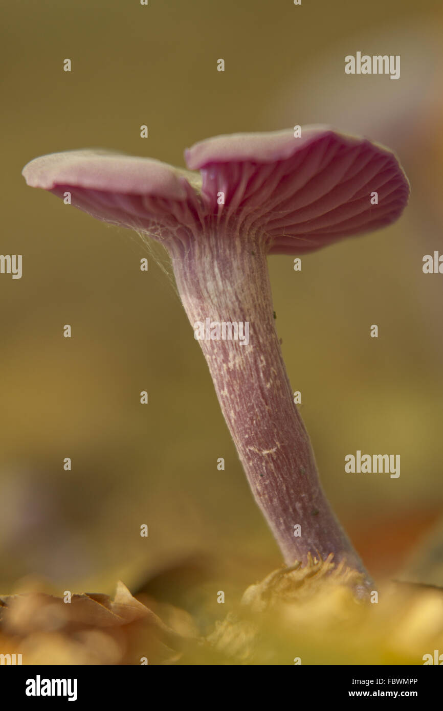 eiver mushroom, Laccaria amethystea Stock Photo