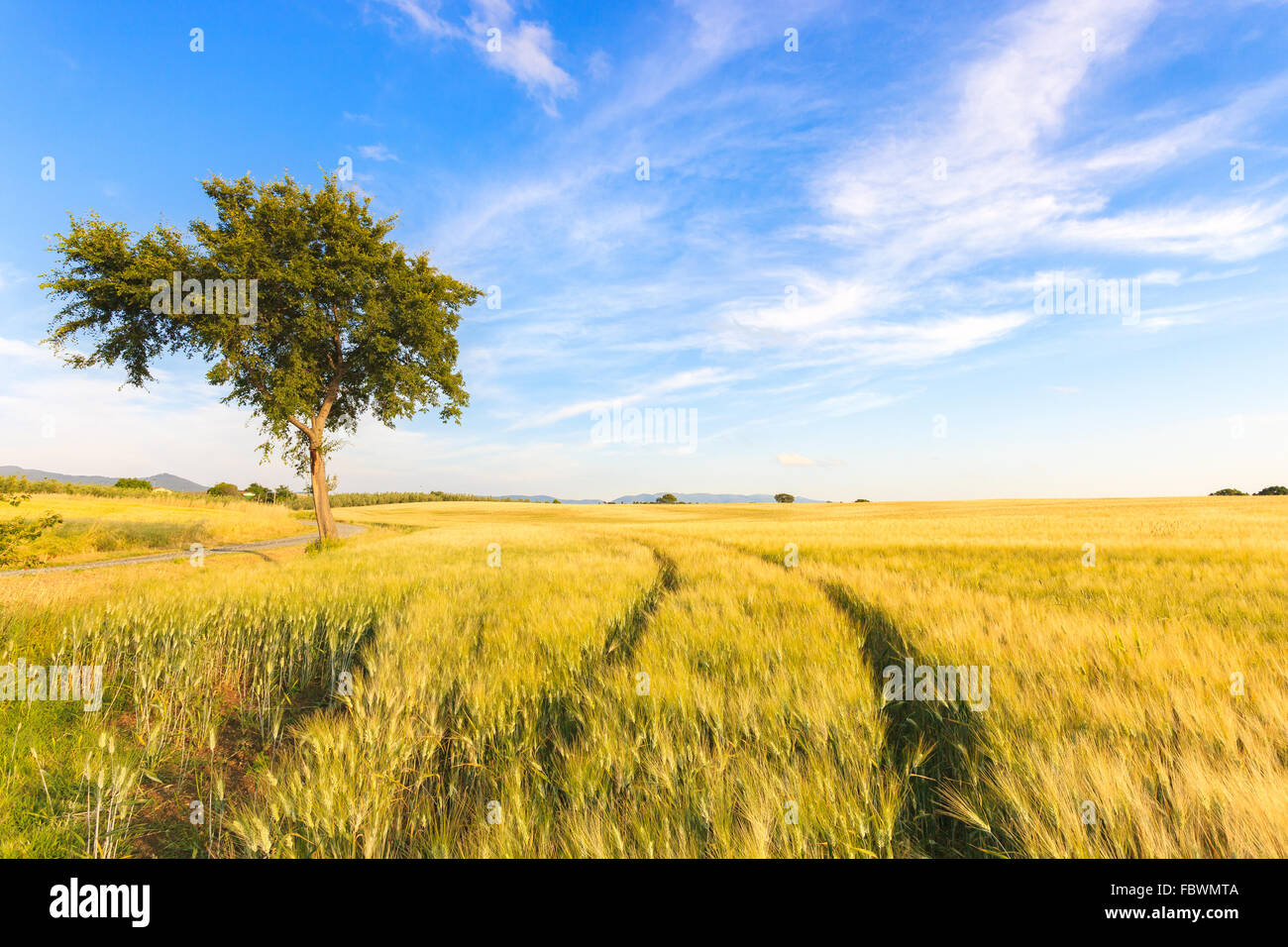 A wheat filed with two curve tracks and a tree in a spring day. On the horizon a natural clear sky. Tuscany, Italy. Stock Photo