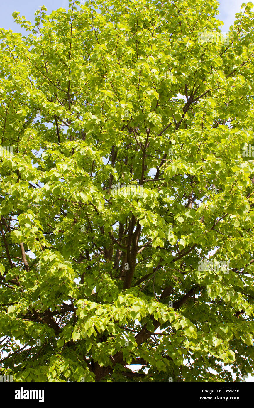 Basswood tree Stock Photo