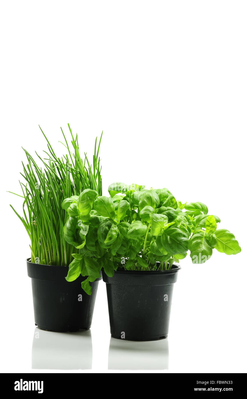 basil and chives Stock Photo