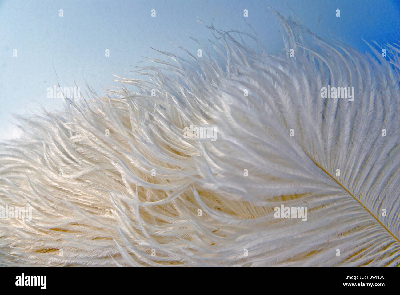 Ostrich feathers background Stock Photo - Alamy