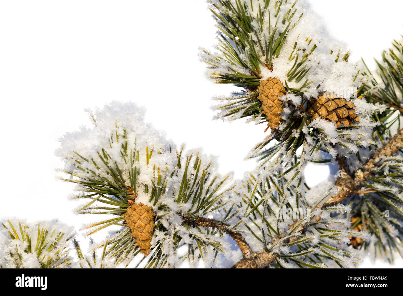 Snowy pine branch with cones Stock Photo - Alamy