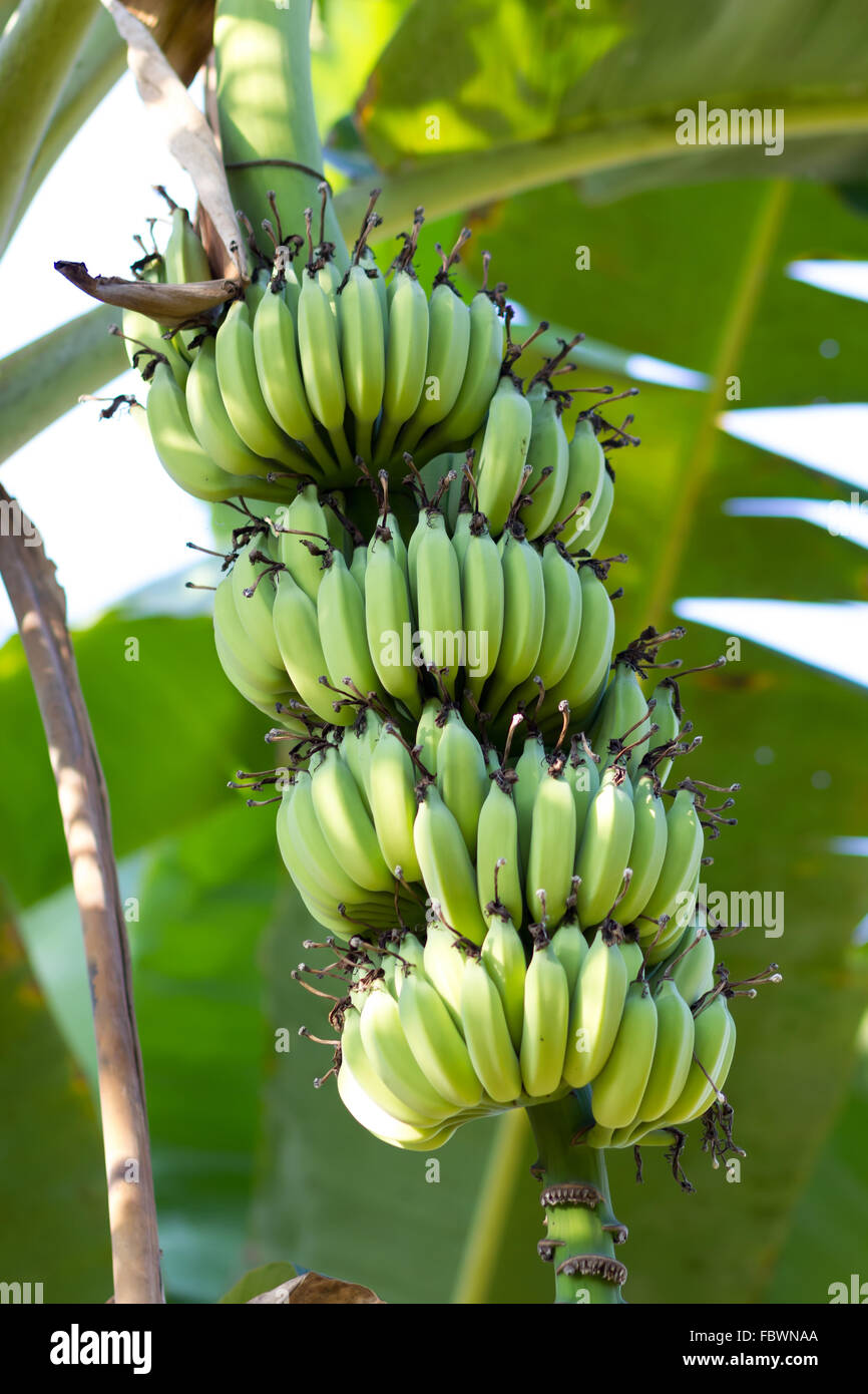 Banana tree leaves stem fruits hires stock photography and images Alamy