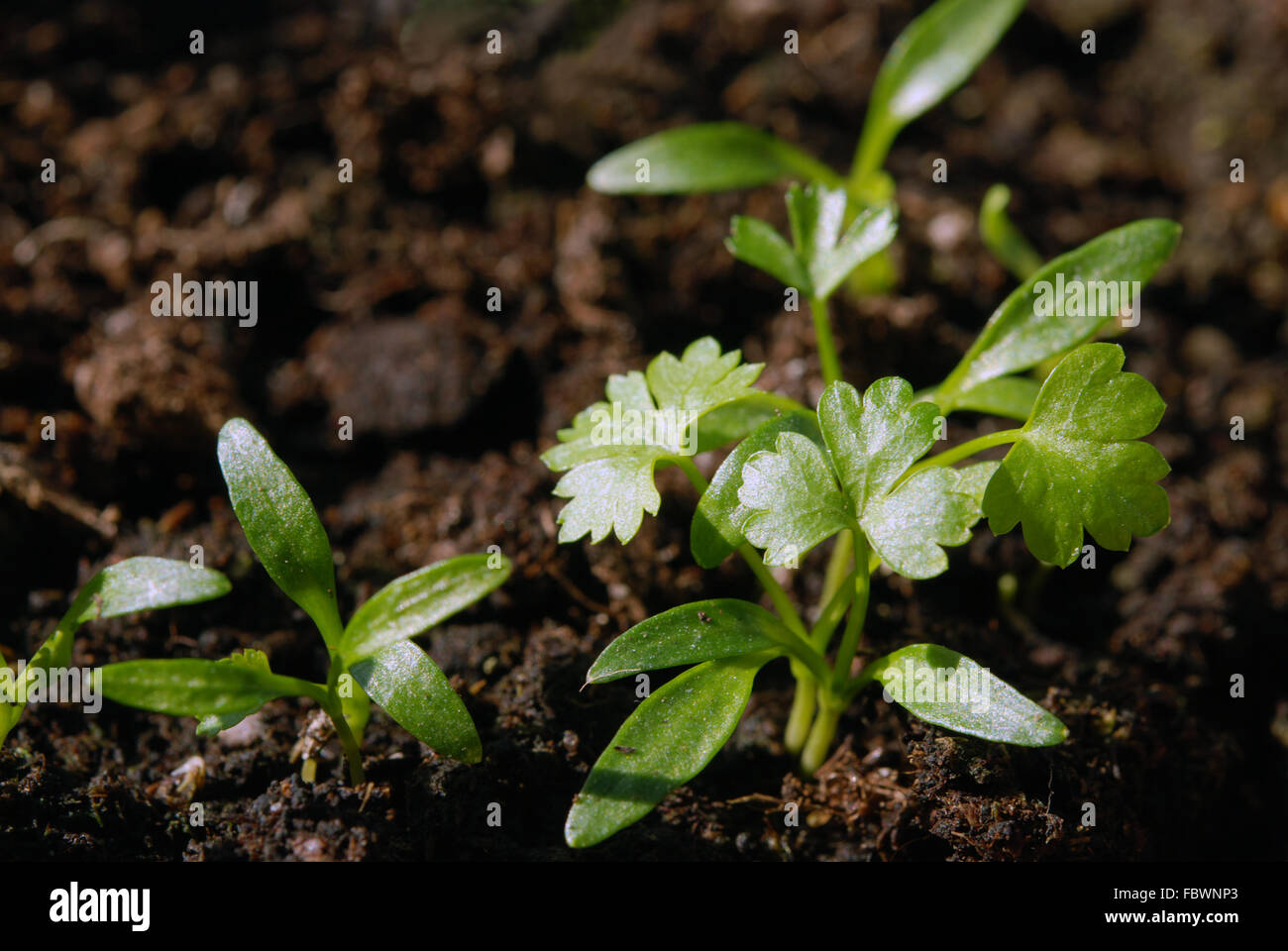 Parsley sprouts Stock Photo Alamy
