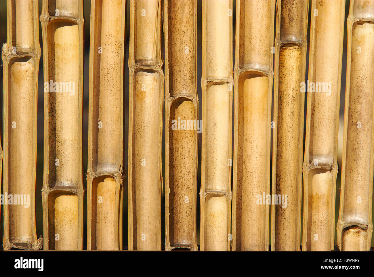 Bamboo cross section hi-res stock photography and images - Alamy