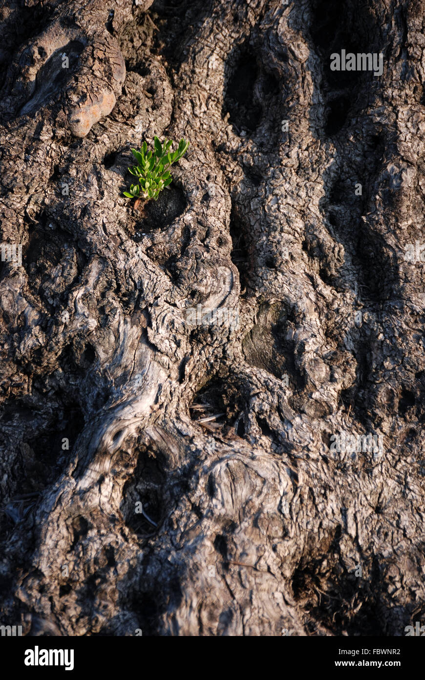 Olive tree with a shoot Stock Photo Alamy
